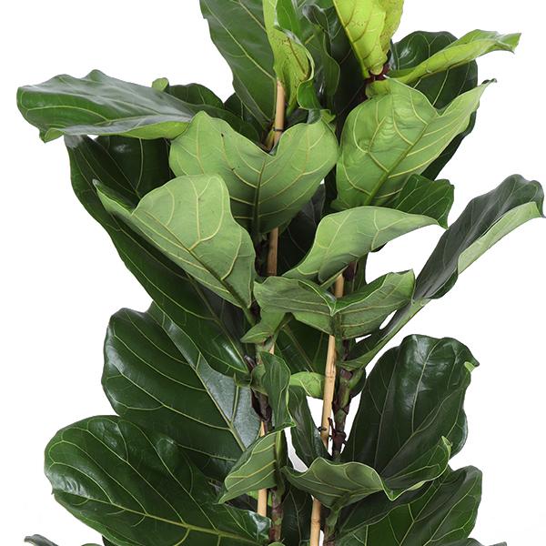 Ficus Lyrata Ø27cm ↕140cm in Boule WIT pot  BotanicBridge