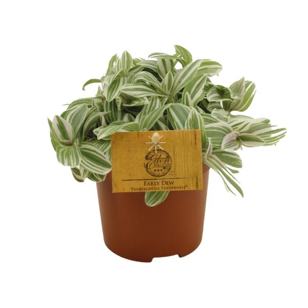 Tradescantia Tenderness - Ø10,5cm - ↕10cm  BotanicBridge