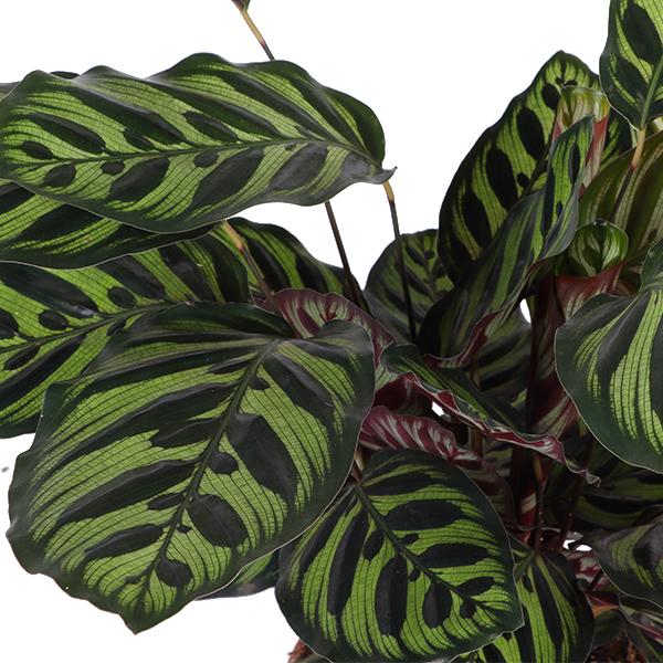 Calathea Makoyana Ø21cm - ↕70cm in Boule OLIJF pot  BotanicBridge