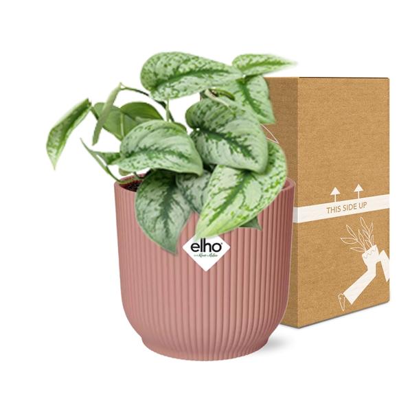 Scindapsus Pictus ‘Trebie’ in ELHO Vibes Fold 14cm roze  BotanicBridge