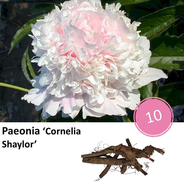 Paeonia 'Cornelia Shaylor' - 10x  BotanicBridge