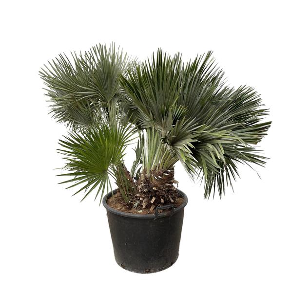 Chamaerops Humilis compact - 120cm - ø80  BotanicBridge