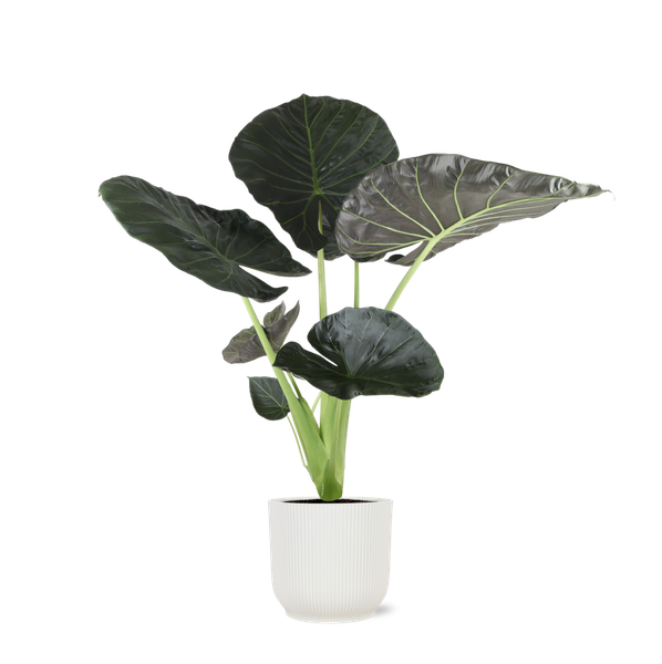 Alocasia Regal Shield Ø21cm - ↕100cm in Vibes WIT pot  BotanicBridge