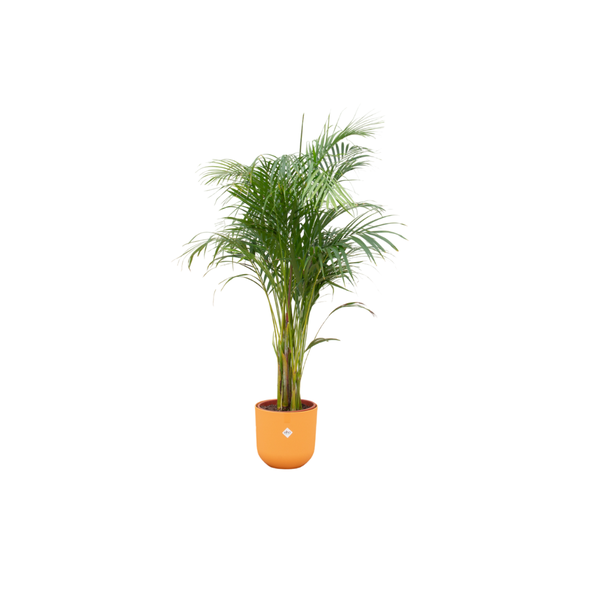 Combi deal - Areca palm inclusief elho Jazz Round geel Ø26 - 140 cm  BotanicBridge