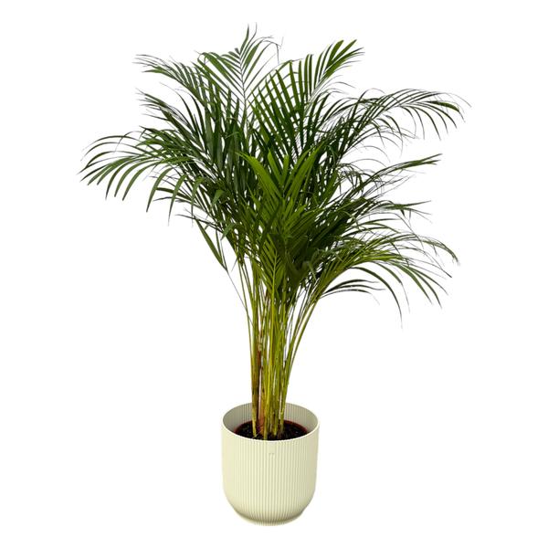 Areca palm - ↨130cm - Ø24cm inclusief elho Vibes Fold Round wit D30xH27  BotanicBridge