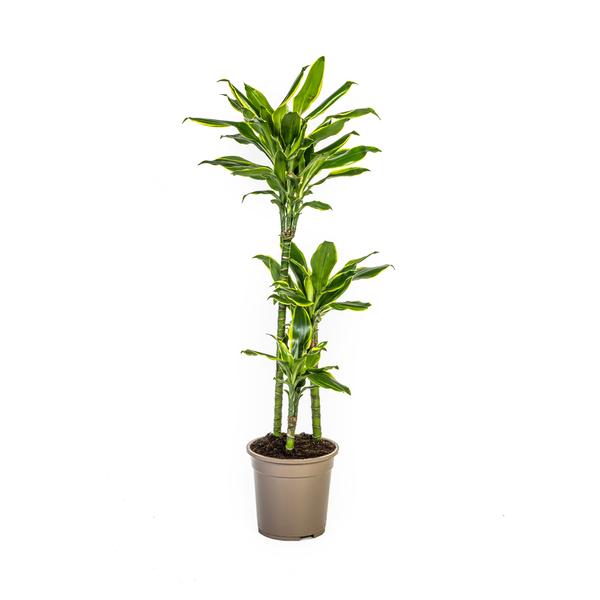 Dracaena Fragrans Golden Coast Ø21cm - ↕100cm  BotanicBridge