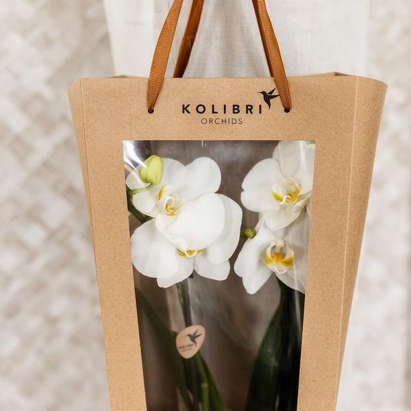 Kolibri Company I Cadeau tasje voor Orchidee met Sierpot 9cm  BotanicBridge