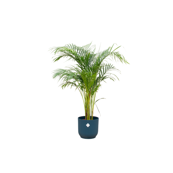 Combi deal - Areca palm inclusief elho Vibes Fold Round blauw Ø30 - 140 cm  BotanicBridge