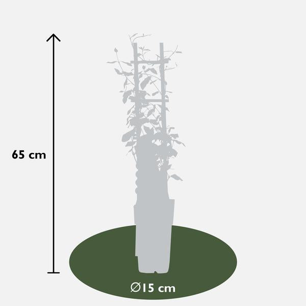 Trachelospermum 'Star of Toscana' - Toscaanse Jasmijn Geel - Ø15cm - ↕65cm  BotanicBridge