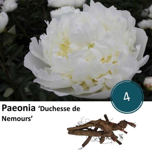 Paeonia 'Duchesse de Nemours' - 4x  BotanicBridge