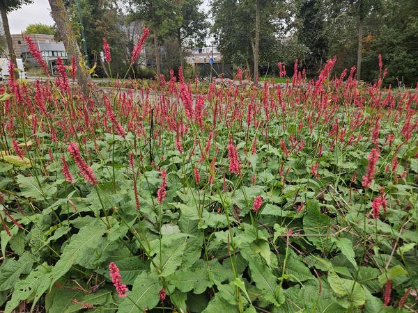 Persicaria amplexicaulis - ↕10-25cm - Ø9cm - 40x  BotanicBridge