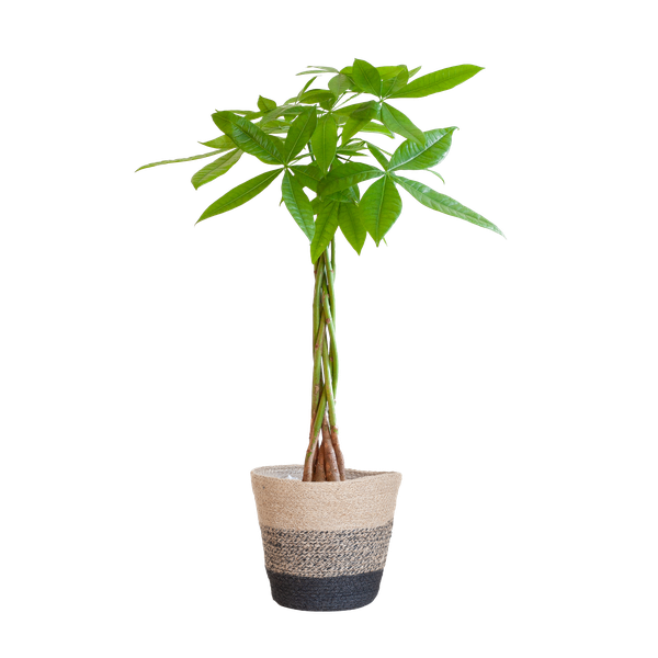 Pachira Aquatica met Mand Lissabon zwart - 80cm - Ø21  BotanicBridge