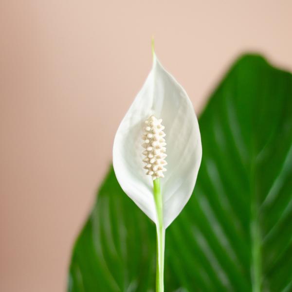 Spathiphyllum met Viber grijs - 80cm - Ø21  BotanicBridge