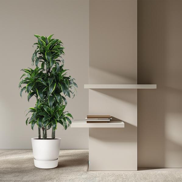 Dracaena Dorado Carrousel - 140 cm - ø31  BotanicBridge