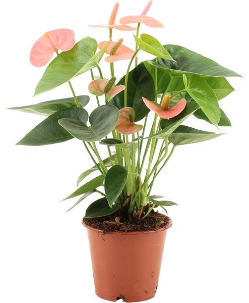 Anthurium Spirit In Transparant Sleeve - Ø12cm - ↕37cm  BotanicBridge