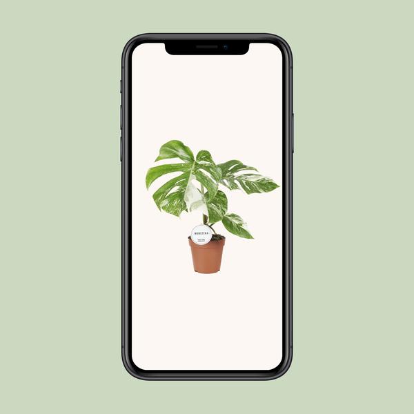 Monstera Deliciosa Variegata - Ø15cm - ↕45cm  BotanicBridge