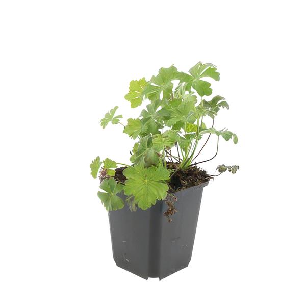 Geranium cant. 'Biokovo' - ↕10-25cm - Ø9cm  - 20x  BotanicBridge