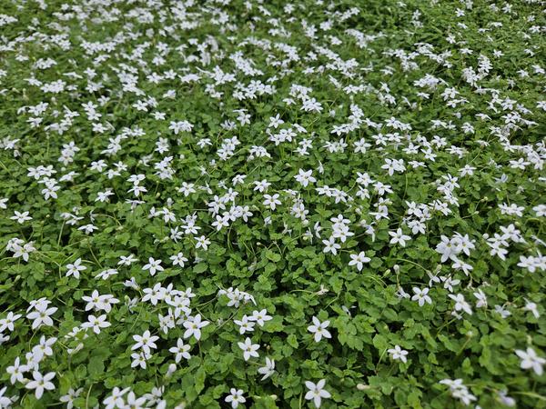 Isotoma fluviatilis 'Alba'- ↕10-25cm - Ø9cm - 20x  BotanicBridge