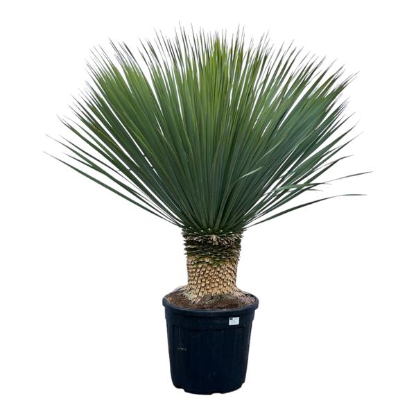 Yucca Rostrata - 140 cm - Ø50cm  BotanicBridge