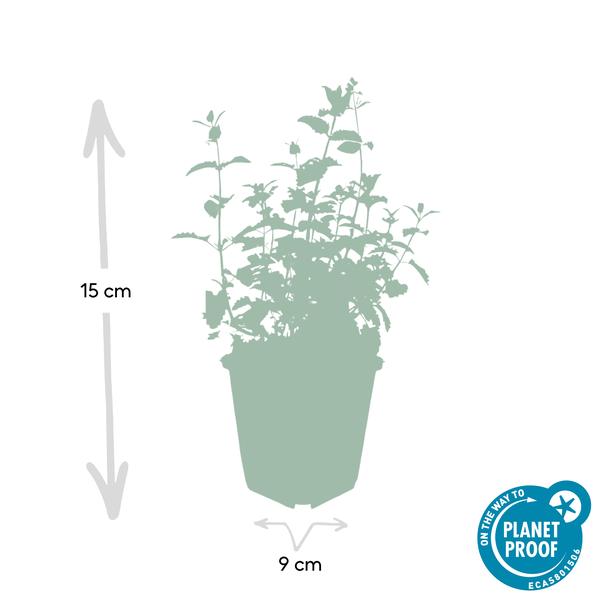 Nepeta 'Six Hills Giant' - ↕10-25cm - Ø9cm  - 40x  BotanicBridge