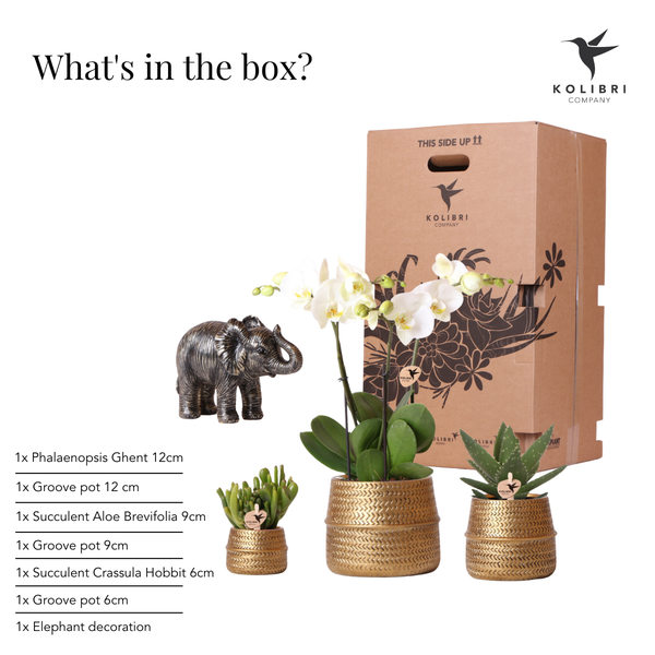 Kolibri Company | Plantenset Groove | Witte Phalaenopsis Orchidee Ghent en Succulenten incl. keramieken sierpotten  BotanicBridge