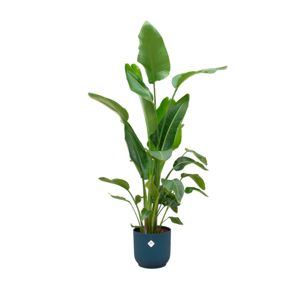 Combi deal - Strelitzia Nicolai inclusief elho Vibes Fold Round blauw Ø30 - 180 cm  BotanicBridge