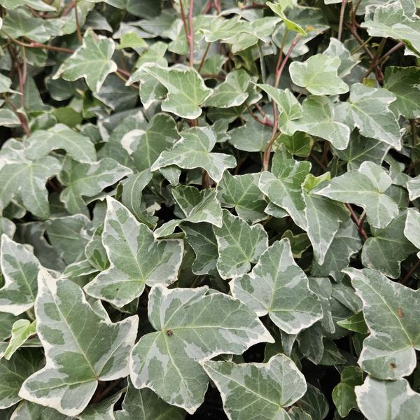 Hedera helix 'Glacier' - ↕10-25cm - Ø9cm - 20x  BotanicBridge