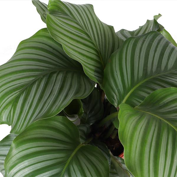 Calathea Orbifolia Ø21cm - ↕70cm in Vibes WIT pot  BotanicBridge