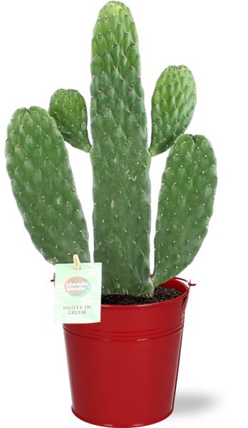 Opuntia Rubescens Consolea - Ø12cm - ↕35cm + Emmer D12,5x11,5cm - Rood  BotanicBridge