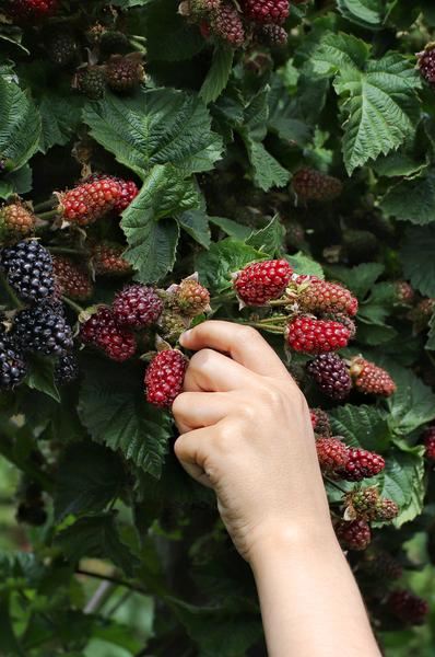 Rubus fruticosus 'Thornless Evergreen' - Doornloze Braam - Ø13cm - ↕45cm  BotanicBridge