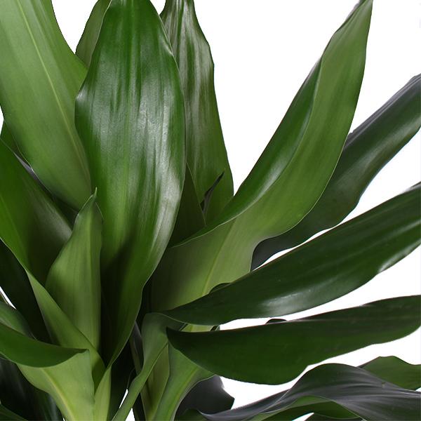 Dracaena Janet Lind Ø21cm - ↕90cm  BotanicBridge