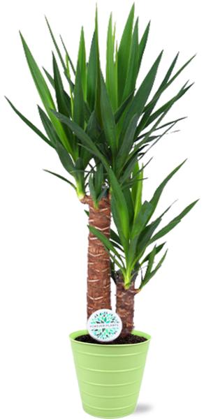 Yucca Elephantipes - Ø17cm - ↕85cm + Bodhi Pot D18x17cm - Groen  BotanicBridge