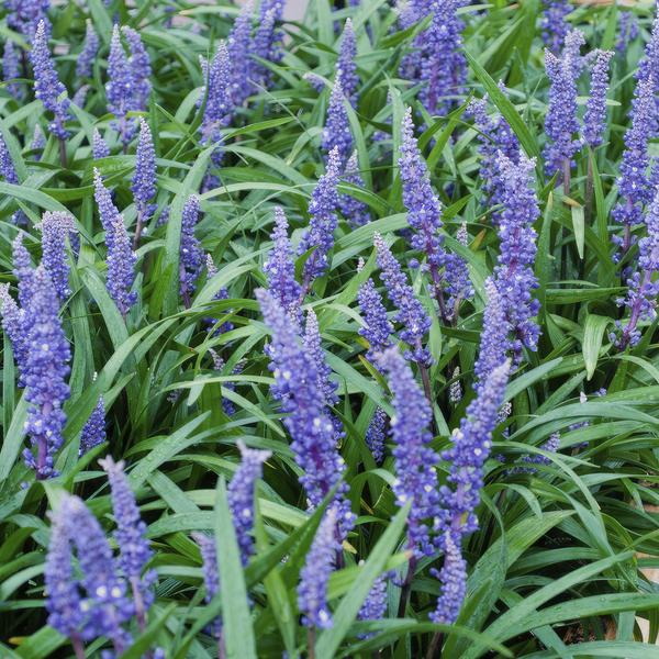 Liriope muscari 'Big Blue' - ↕10-25cm - Ø9cm - 40x  BotanicBridge