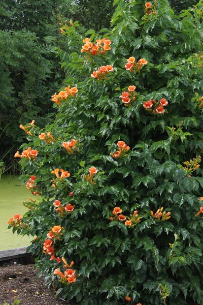 Campsis Indian Summer - Trompetbloem Oranje - Ø15cm - ↕65cm - Ø15 - ↨65cm  BotanicBridge