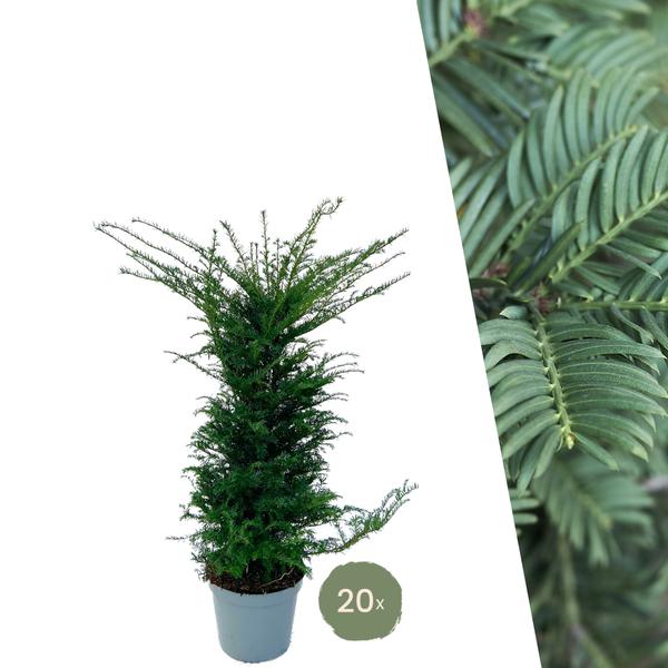 Grote taxus planten voor 10 strekkende meter haag | - 12L - 20 x | ↨ 100-125 cm  BotanicBridge