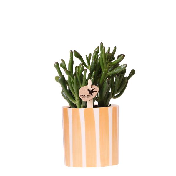 Kolibri Greens | succulent Crassula Hobbit + Painted Stripe pot oranje - potmaat Ø9cm | bloeiende kamerplant - vers van de kweker  BotanicBridge