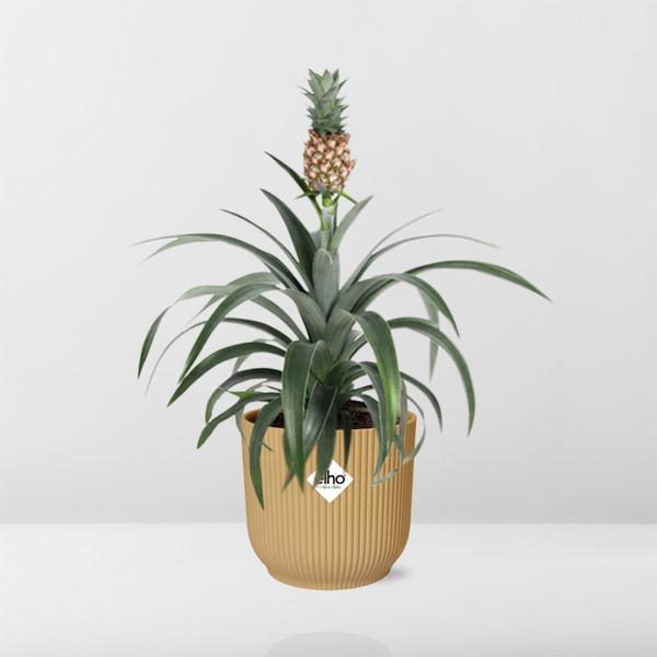 Ananas Mi Amigo in ELHO Vibes Fold 14cm geel  BotanicBridge