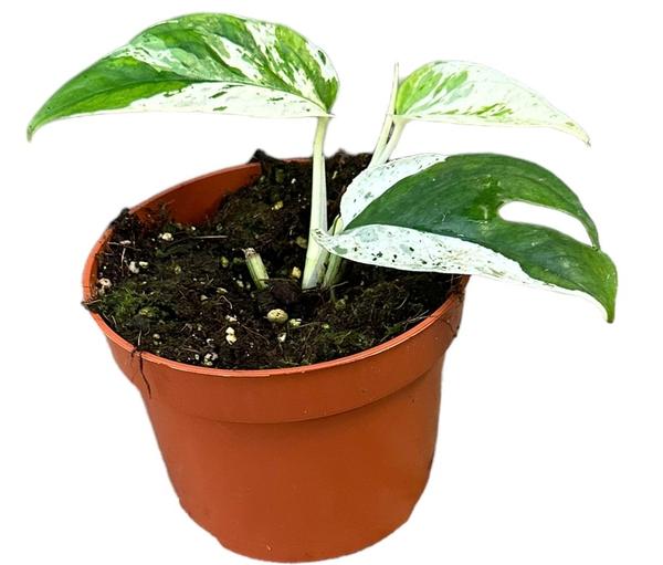 Epipremnum Pinnatum Marble Variegata - Ø10,5cm - ↕15cm  BotanicBridge