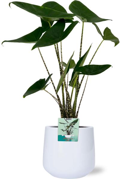 Alocasia Zebrina - Ø19cm - ↕75cm + Puglia Pot D21/23,5x21cm - Wit  BotanicBridge