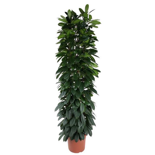 Ficus Cyatistipula zuil - 220 cm - ø40  BotanicBridge