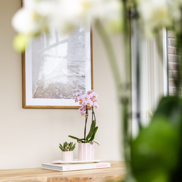 Kolibri Orchids | Gift set Mediterranean Sunset small | Groene plant met roze Phalaenopsis orchidee Andorra  in Painted Stripe sierpotten op wit organisch dienblad  BotanicBridge