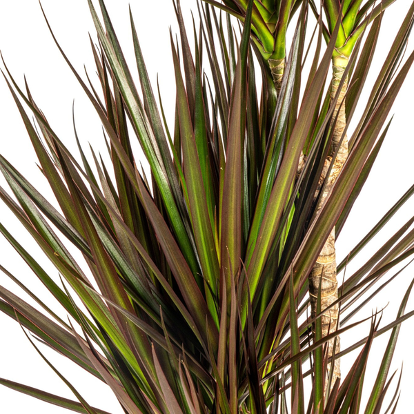 Dracaena Marginata Magenta Ø21cm - ↕120cm  BotanicBridge