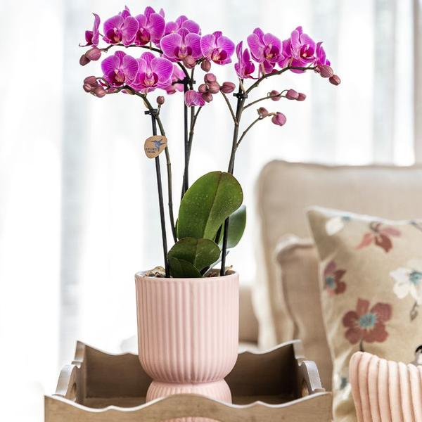 Kolibri Orchids | Plantenset Floral Blush pink small| Groene planten met Phalaenopsis orchidee in Floral Blush pink sierpotten en wit dienblad  BotanicBridge