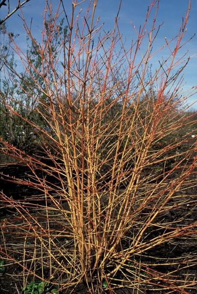 Cornus sang. 'Anny's Winter Orange' - ↕10-25cm - Ø9cm - 20x  BotanicBridge