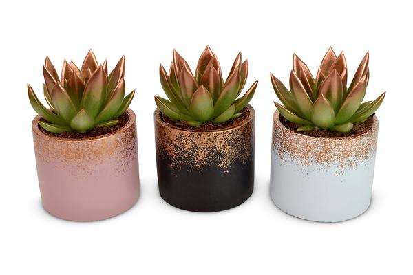 Echeveria Coloured Festival Bronze in Lara Ceramics - 3 stuks - Ø8,5cm - ↕11cm  BotanicBridge