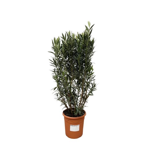 Nerium Oleander struik - 180cm- Ø40  BotanicBridge