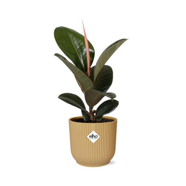 Ficus Elastica ‘Robusta’ in ELHO Vibes Fold 14cm geel  BotanicBridge