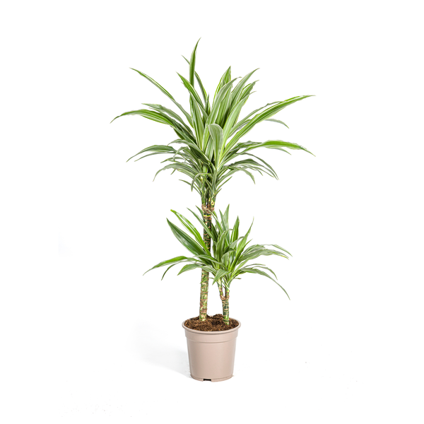 Dracaena Deremensis White Stripe Ø19cm - ↕80cm  BotanicBridge