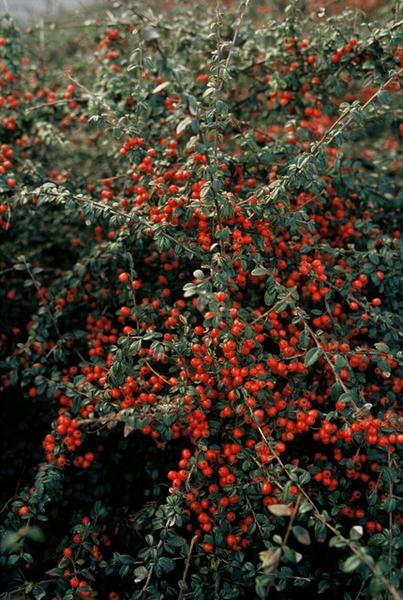 Cotoneaster suec. 'Coral Beauty' - ↕10-25cm - Ø9cm - 20x  BotanicBridge