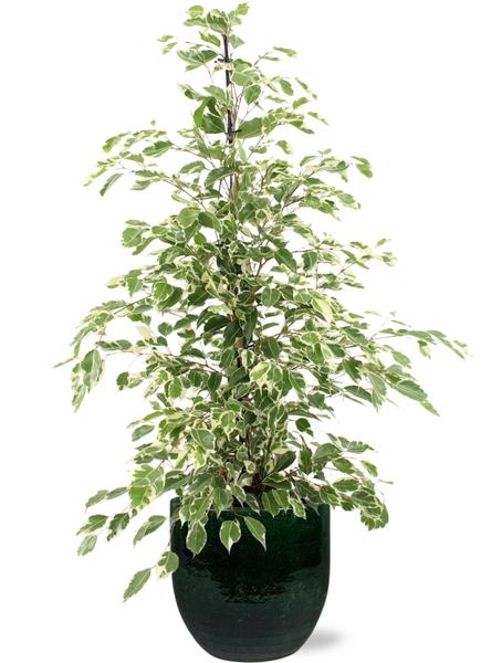 Ficus benjamina Twilight - Ø21cm - ↕95cm + Jolin Pot D24x23cm - Groen  BotanicBridge